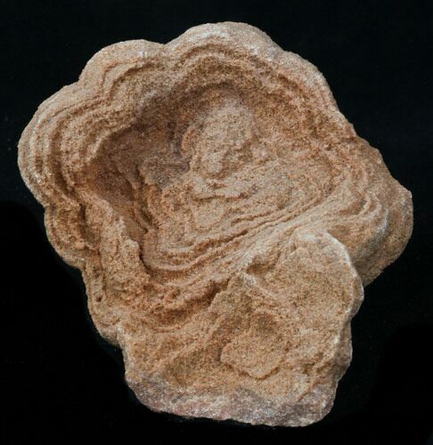 Flower-Like Sandstone Concretion - Pseudo Stromatolite #34204